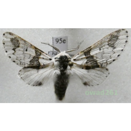 Furcula bicuspis (Borkhausen, 1790) male Poland95e
